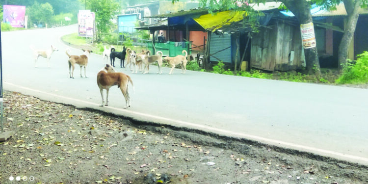 सुतारवाडी नाक्यावर भटक्या कुत्र्यांची दहशत