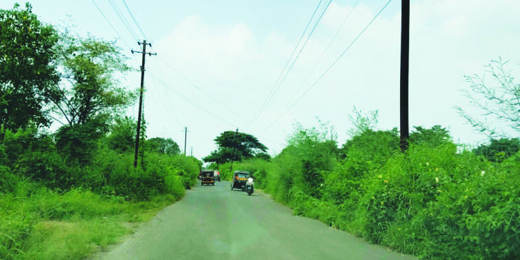 रस्त्यावरील गवतामुळे अपघाताचा धोका