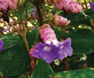 ओवे परिसरातील डोंगरावर कारवी फुलांचा बहर