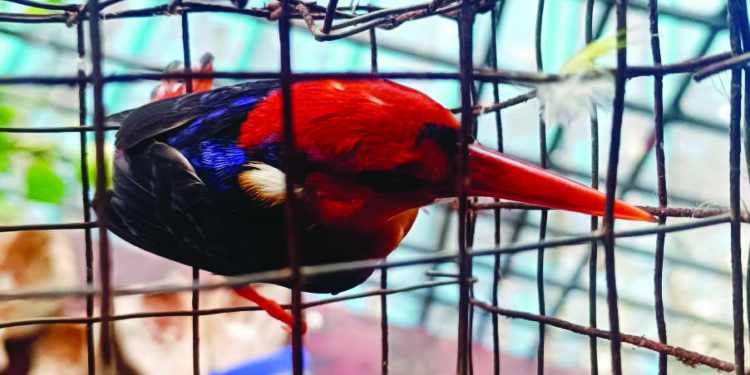 तिबोटी खंड्याचे वाचविले प्राण