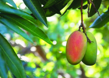 आंबा उत्पादन कार्यशाळा संपन्न