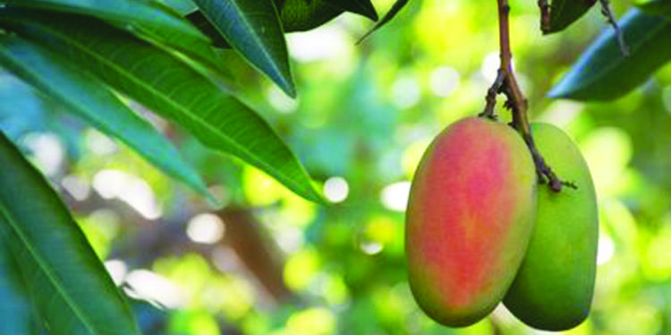 आंबा उत्पादन कार्यशाळा संपन्न