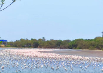 उरण, पनवेलमधील जैवविविधता धोक्यात