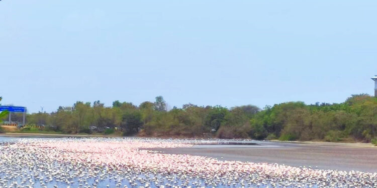 उरण, पनवेलमधील जैवविविधता धोक्यात
