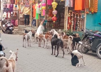 भटक्या कुत्र्यांची बाजारात दहशत
