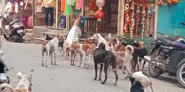 भटक्या कुत्र्यांची बाजारात दहशत