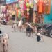 भटक्या कुत्र्यांची बाजारात दहशत