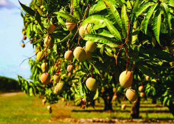 आंबा, काजू उत्पादक शेतकर्‍यांना विम्याची प्रतीक्षा