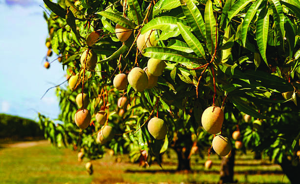 आंबा, काजू उत्पादक शेतकर्‍यांना विम्याची प्रतीक्षा
