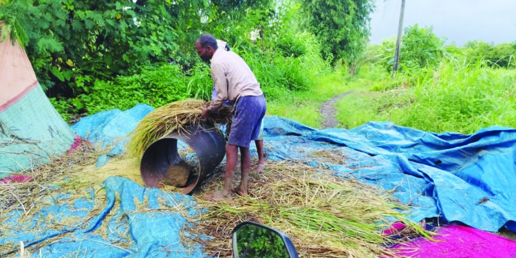 रोह्यात पावसामुळे भातपिकाचे नुकसान