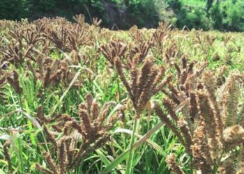 रोवळा होणार नाचणीचे गाव