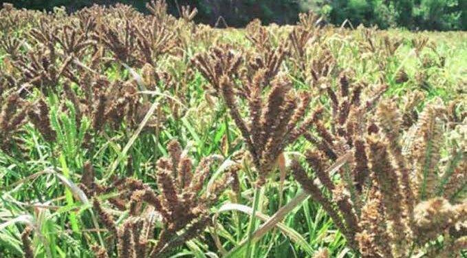 रोवळा होणार नाचणीचे गाव