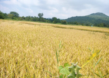 भातशेतीबरोबर नाचणीही बहरणार