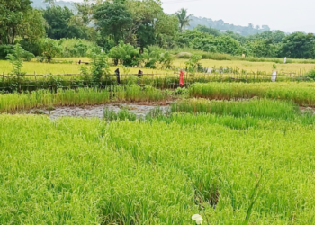 मोकाट जनावरांमुळे भातशेती धोक्यात