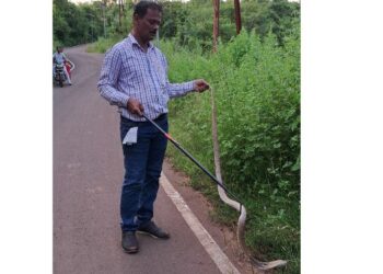 पाचफुटी नागाला जीवदान