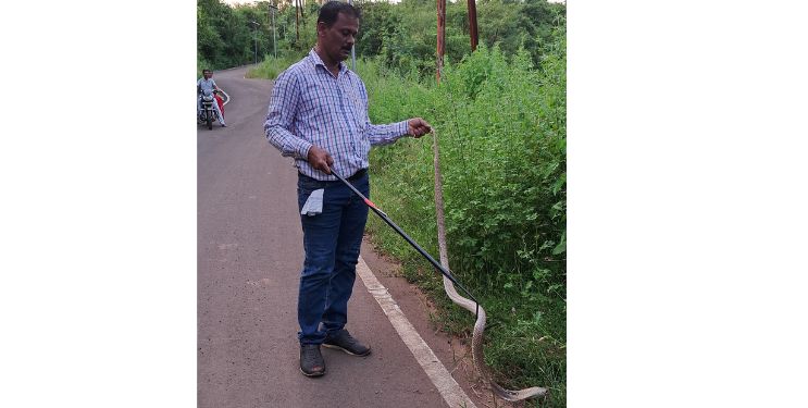पाचफुटी नागाला जीवदान