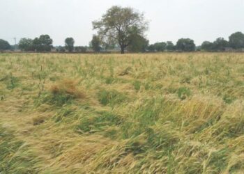 अवकाळी पावसामुळे भातशेती धोक्यात