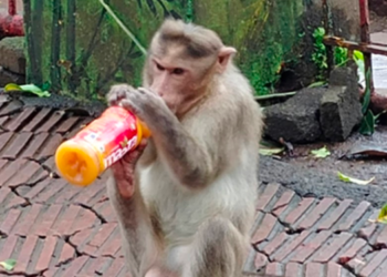 मर्कटलीला पर्यटकांचे आकर्षण