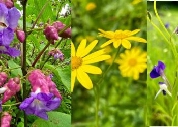 जिल्हा बहरला रंगीबेरंगरी रानफुलांनी