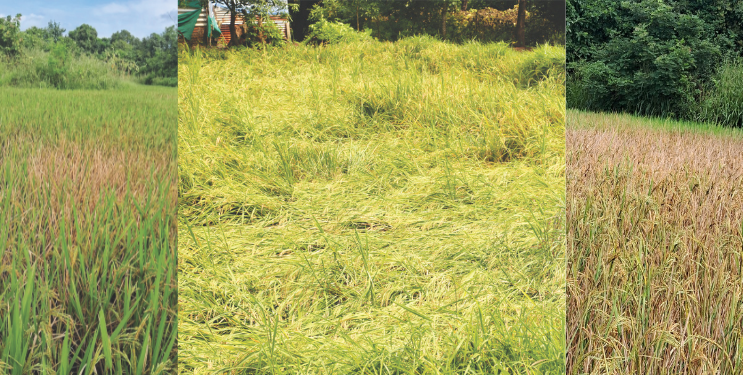 पावसामुळे भात कापणी लांबणीवर