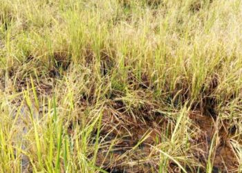 सुतारवाडीतील शेतकर्‍यांवर दुहेरी संकट