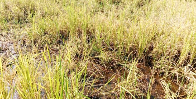 सुतारवाडीतील शेतकर्‍यांवर दुहेरी संकट