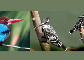 निसर्गप्रेमींसाठी एक अनोखी संधी