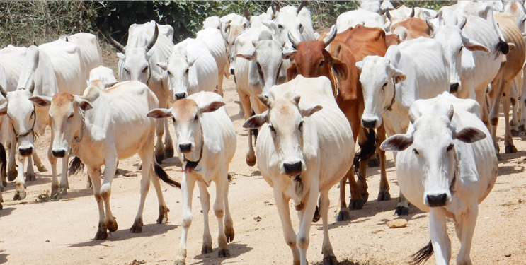 पशुधनाची घटती संख्या एक चिंतेची बाब