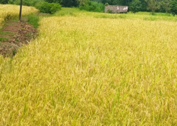 शिवार झालं सोनेरी; बळीराजा सुखावला