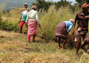 नागोठणे परिसरात भातकापणीची लगबग