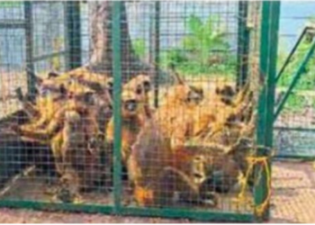 माकडे पिंजराबंद करण्यात यश