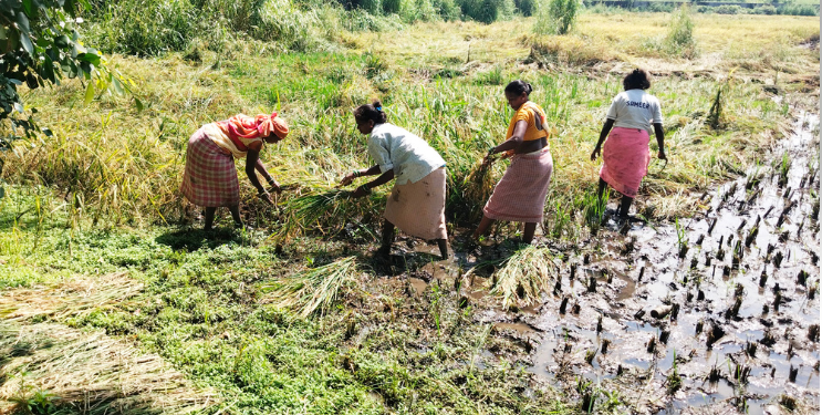 पिकांचे पंचनामे करण्याचे आदेश