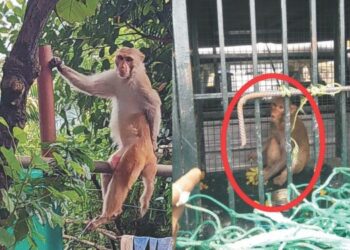 पोलादपूर शहरात माकडांचा सुळसुळाट