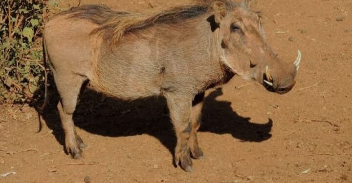 उरण परिसरात रानडुकरांचा हैदोस