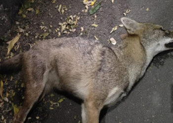 खारघरमध्ये सुवर्णकोल्हा मृतावस्थेत