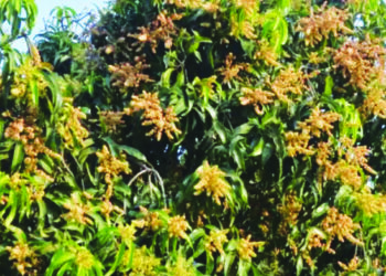 आंबा हंगाम लांबणार