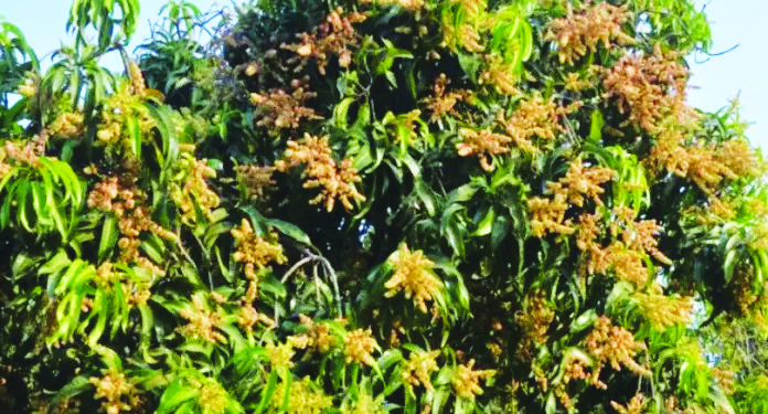 आंबा हंगाम लांबणार