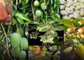 फलोत्पादन कार्यक्रमांतर्गत लाखोंचा निधी