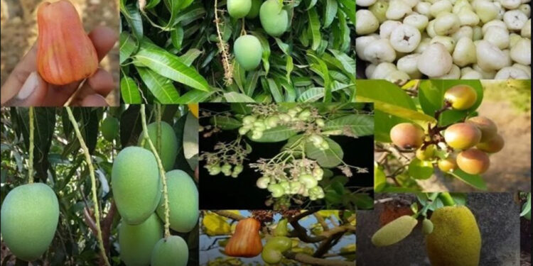 फलोत्पादन कार्यक्रमांतर्गत लाखोंचा निधी