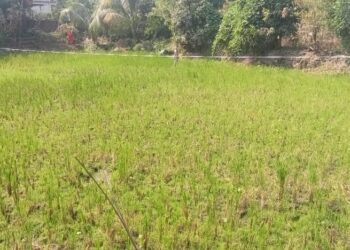 सेझग्रस्तांच्या जमिनी परत करण्याच्या सुनावणीला तारीख पे तारीख