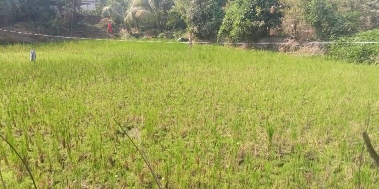 सेझग्रस्तांच्या जमिनी परत करण्याच्या सुनावणीला तारीख पे तारीख