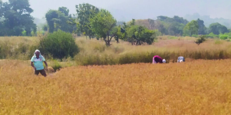 मापगाव विभागात शेतीकामाला जोरदार सुरुवात