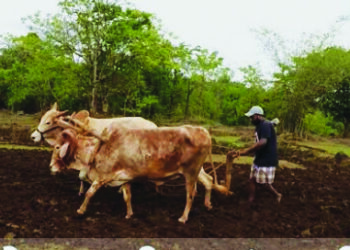 बळीराजा लागला रब्बी पिकांच्या तयारीला