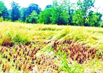 लांजा, संगमेश्‍वरला पावसाचा तडाखा