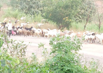 तळ्यात मेंढपाळांचे आगमन