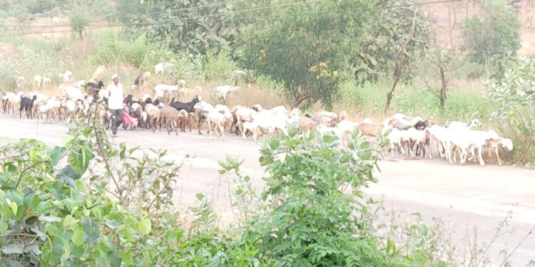 तळ्यात मेंढपाळांचे आगमन