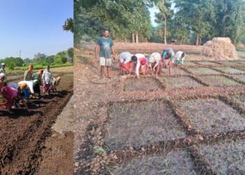 अलिबागच्या मातीत मोत्यांची माळ