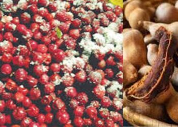 रायगडात हिवाळी रानफळांना आला बहर