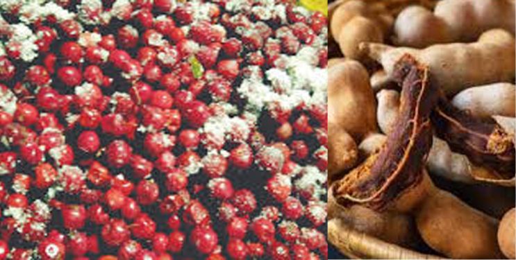 रायगडात हिवाळी रानफळांना आला बहर