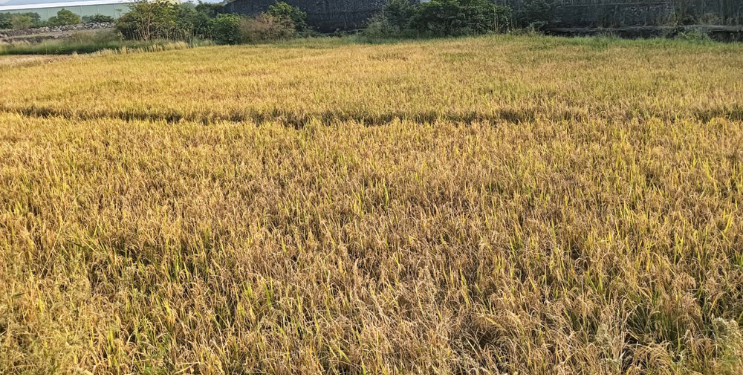 बळीराजाचे शिवार बहरले